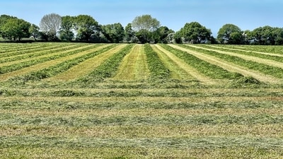 Godrej Properties Ltd announced on June 1 that it has emerged as the highest bidder for a 23.2-acre residential land parcel in the DMIC Integrated Township, Greater Noida.  (Photo for representational purposes only) (Unsplash)