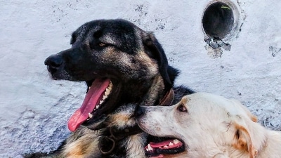 Noida dog bite case: Can RWAs be held liable for ‘deficiency in service’? Consumer forum order explained